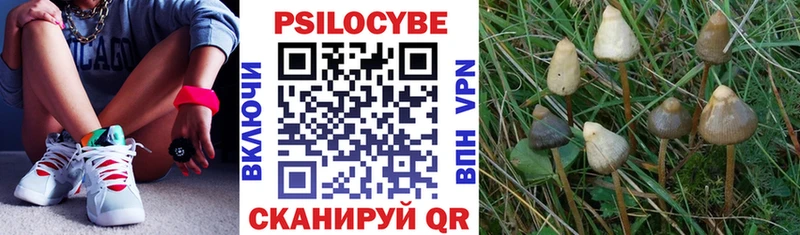 Псилоцибиновые грибы Psilocybine cubensis Усолье